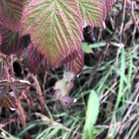 Meet your Posher, Grace - Picture 4 of 4